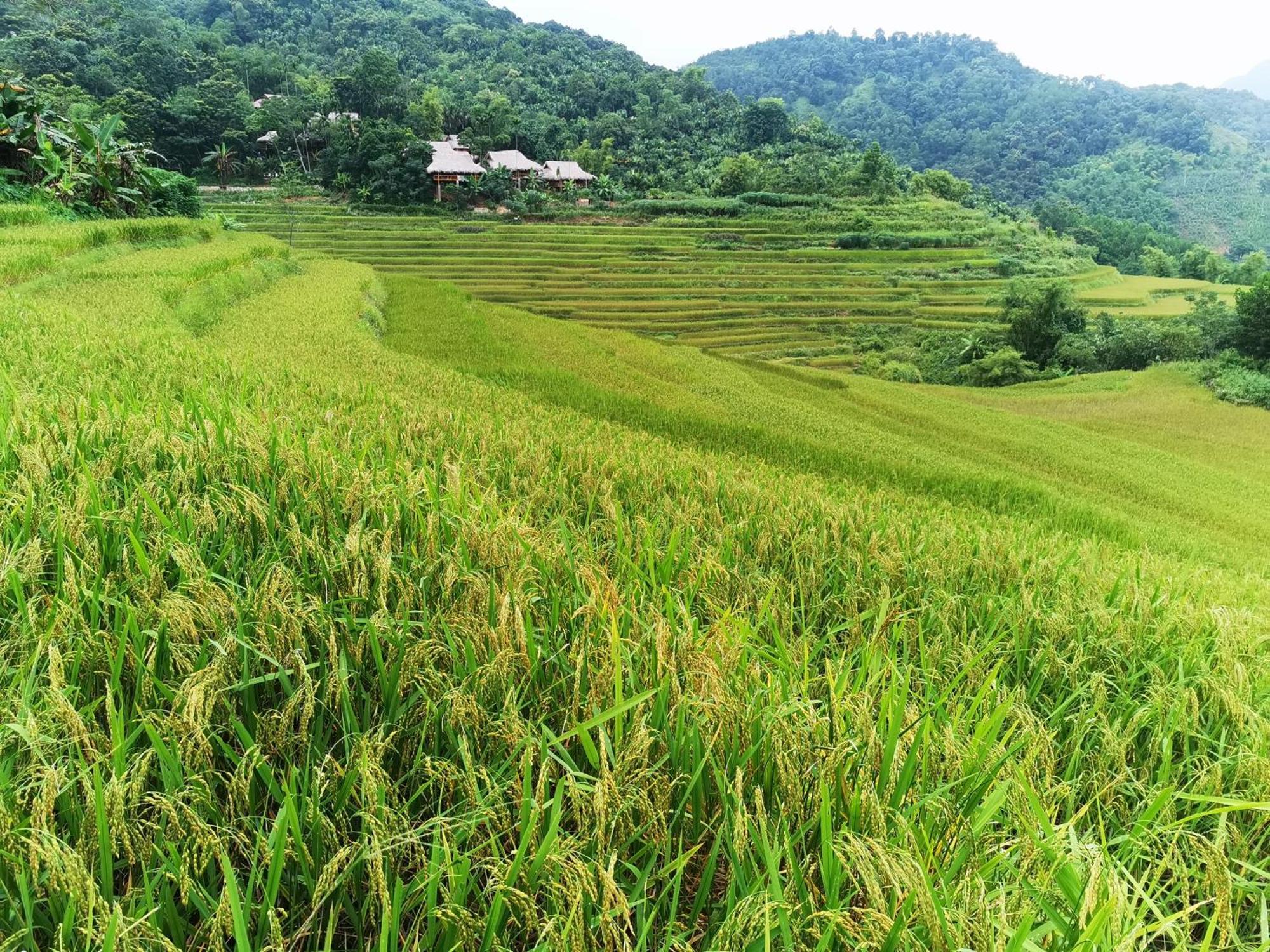 Pu Luong Natura Bilik gambar